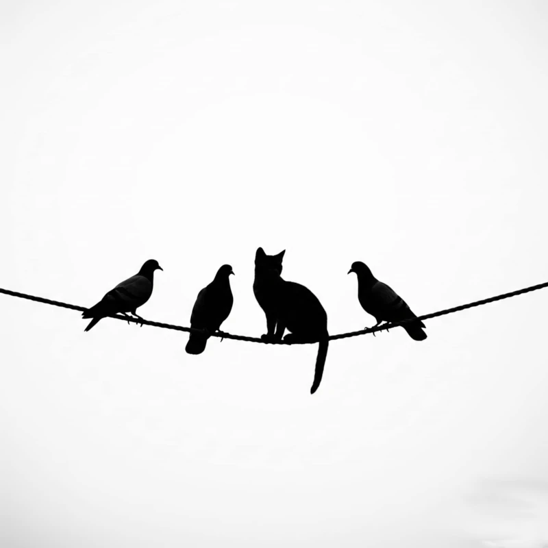 Cat Among the Pigeons 2s